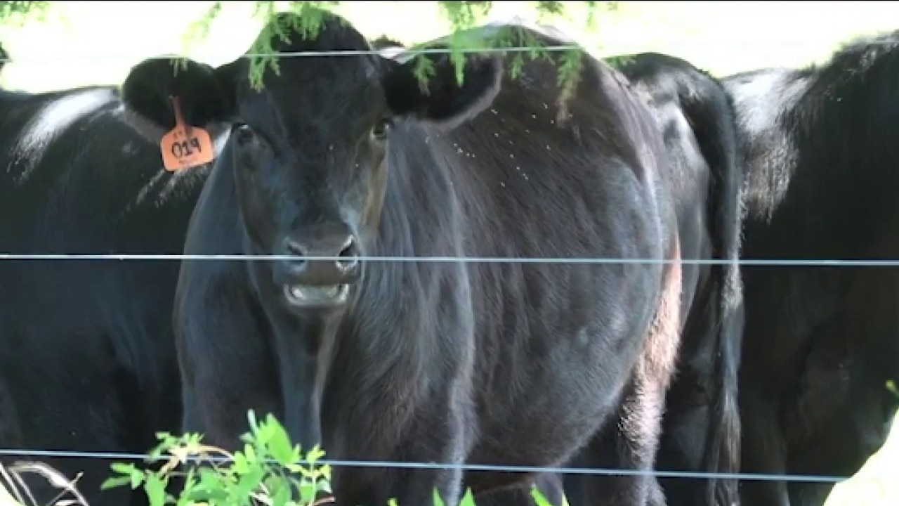 Trump's plan to lower beef prices draws backlash