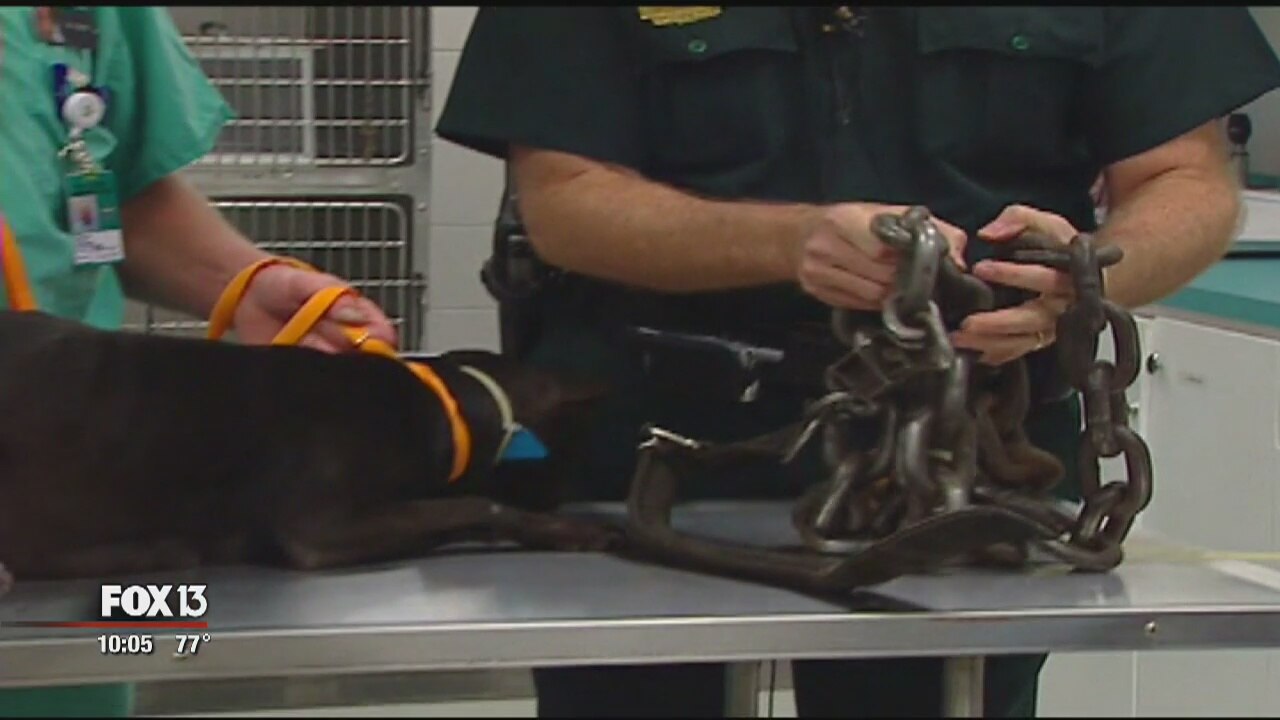 Petition asks for harsher animal abuse punishments