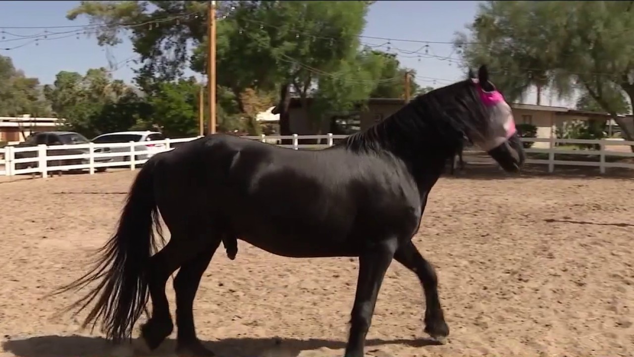 Hunkapi Farms offers free horse therapy for first responders in Scottsdale
