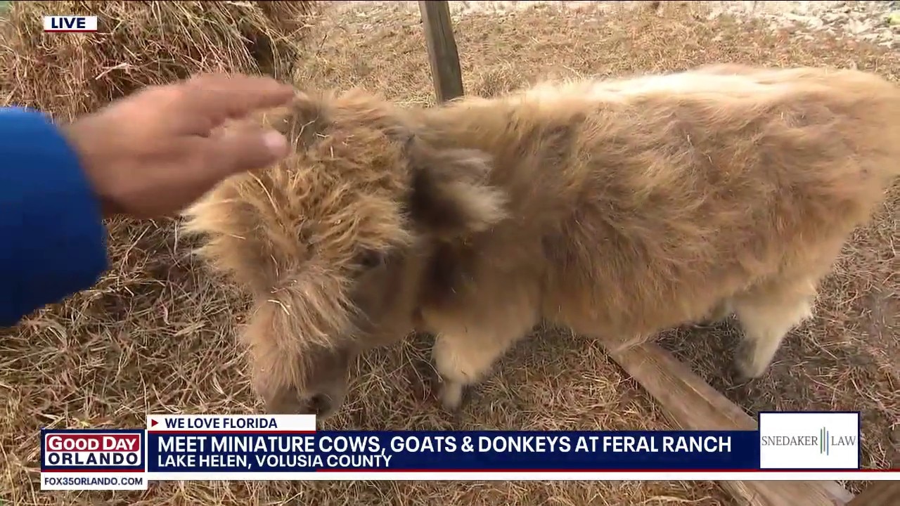 Meet miniature cows, goats at Feral Ranch