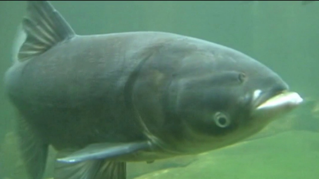 Trump, Illinois continue tit-for-tat over Great Lakes Asian carp project