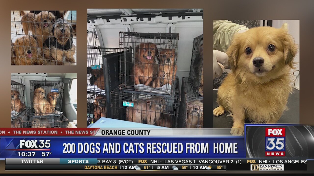 200 Dogs and Cats rescued from home | FOX 35 Orlando