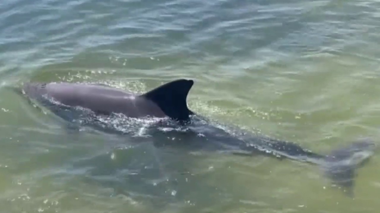 Dolphin cruise in Clearwater