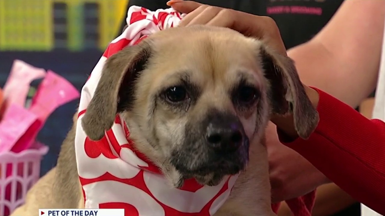 Pet of the day: Copper
