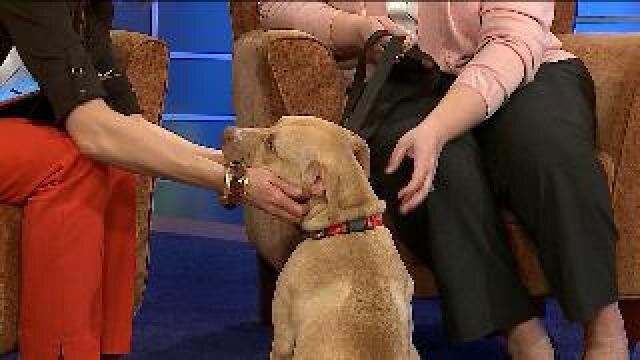 Own a pet? tips and tricks to beat bad pet etiquette