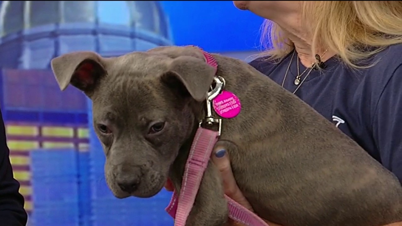 Pet of the Day: Lorelai