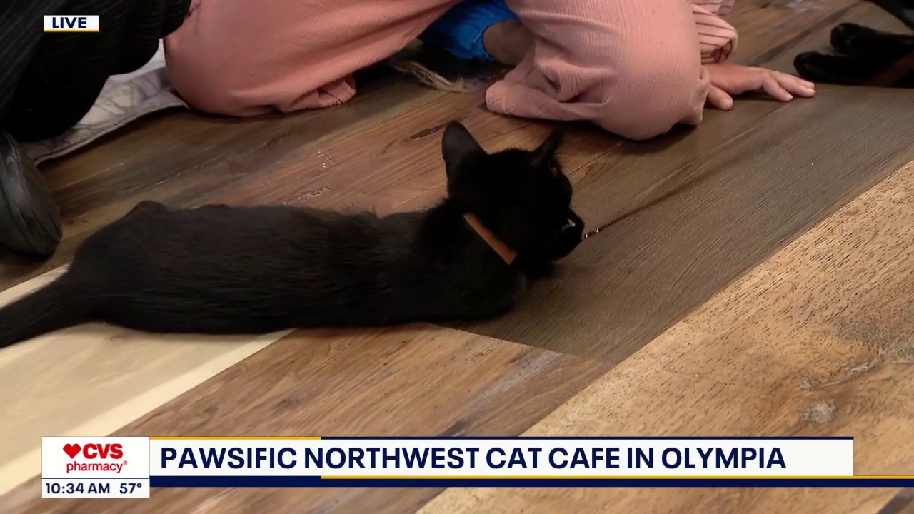 Zip Trips: Pawsific Northwest Cat Cafe in Olympia