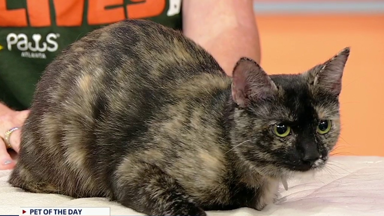 Pet of the day: Kiyoshi