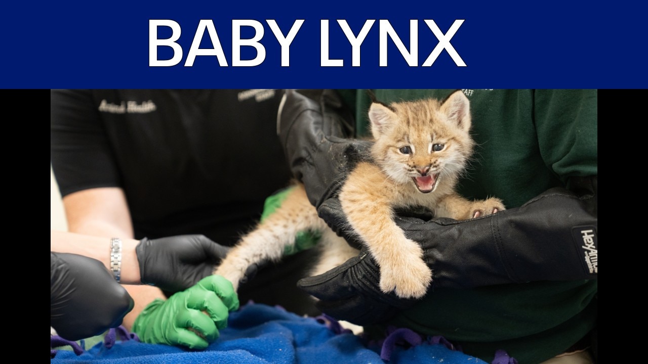 The Minnesota Zoo welcomes new lynx kittens 