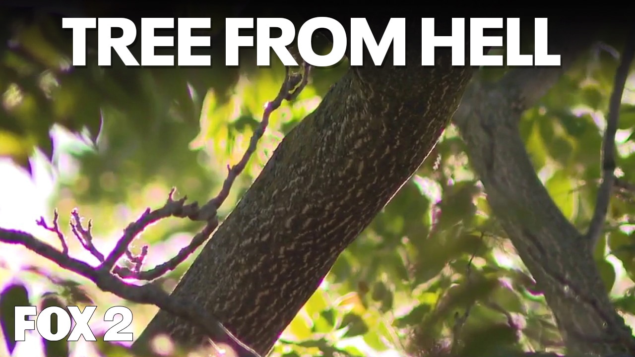 Tree of Heaven, Spotted Lanternfly, and Biology Camp | Brother Nature