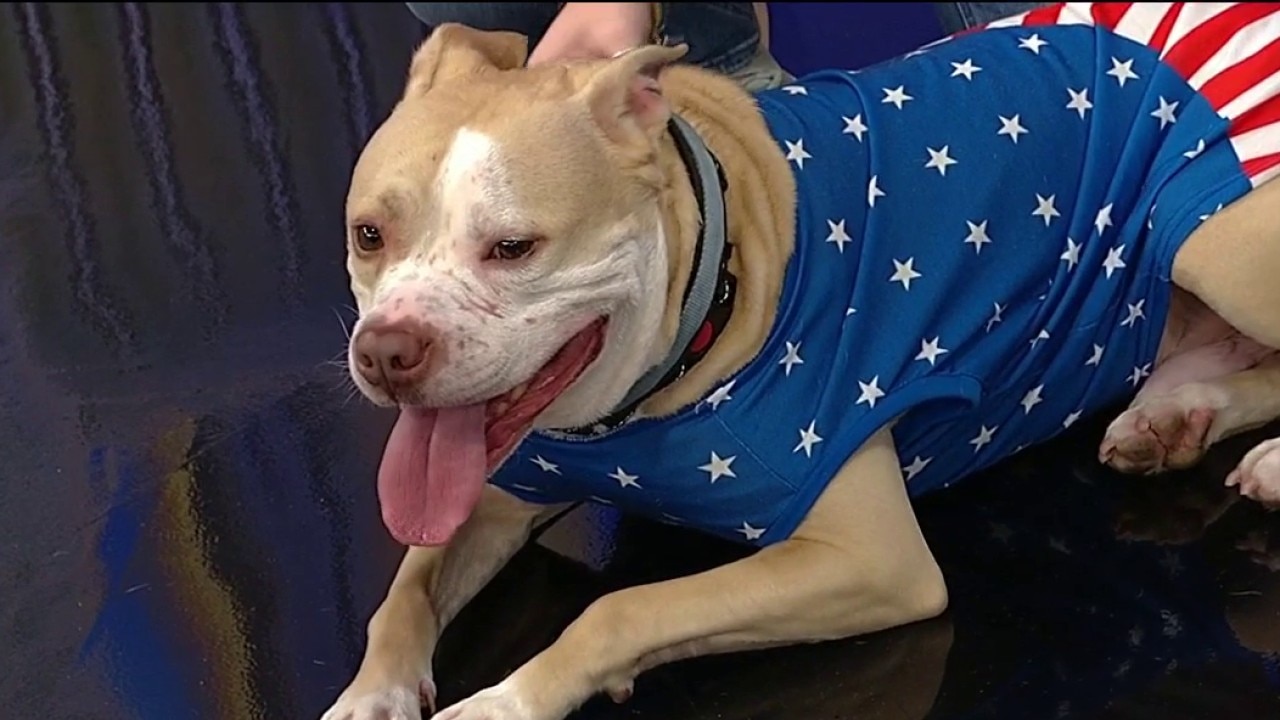 Pet of the Day: Cecil