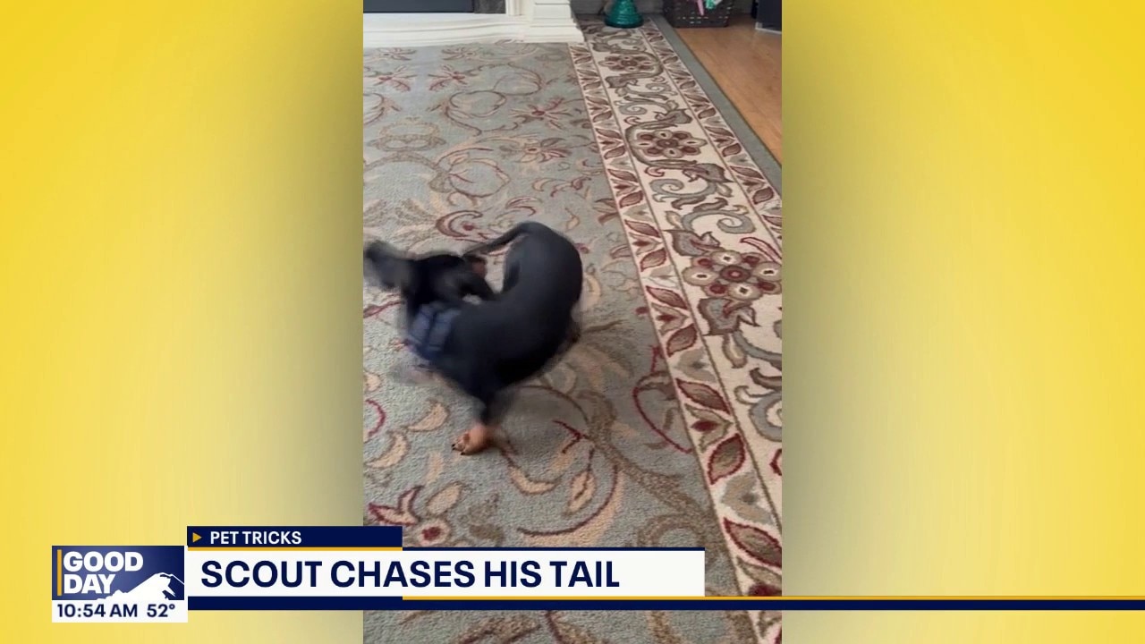 Good Day Pet Tricks for Wednesday, May 5