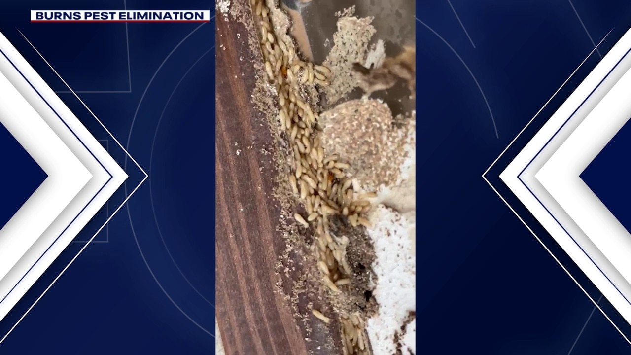 Arizona rain triggers termite surge