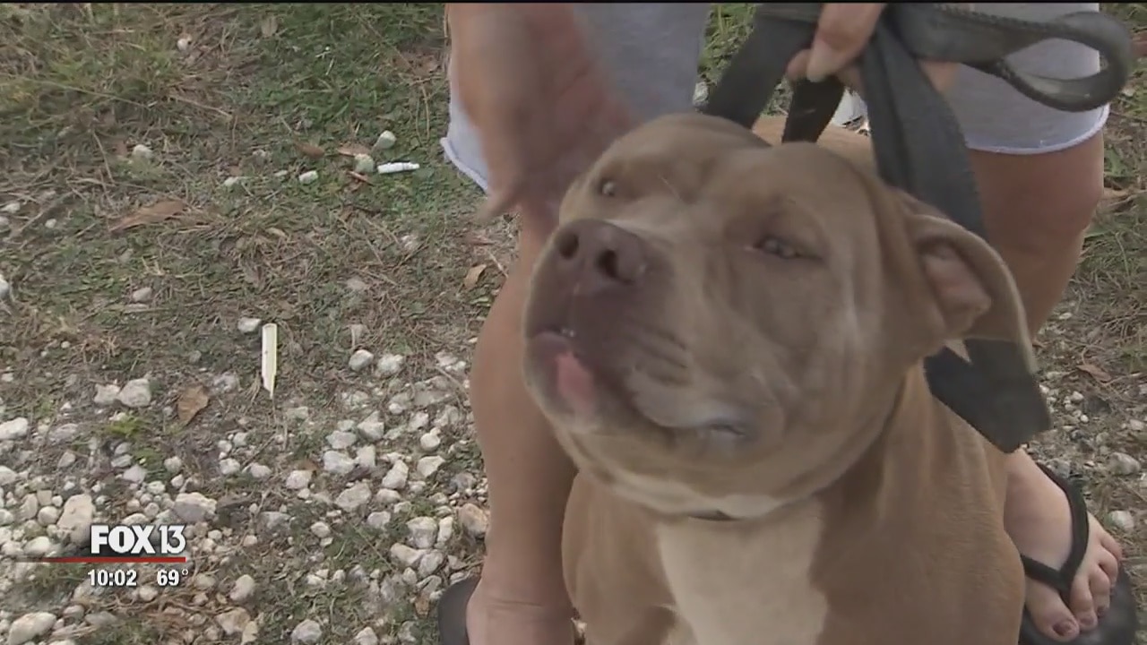 Deputies fatally shoot erratic armed man