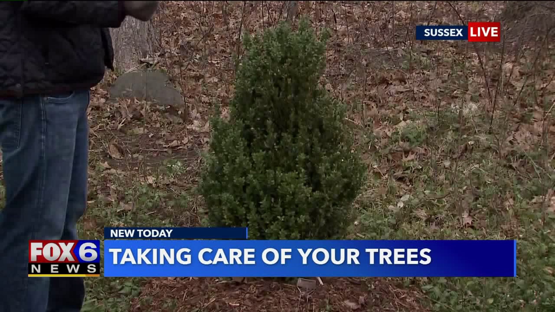 Taking care of your trees