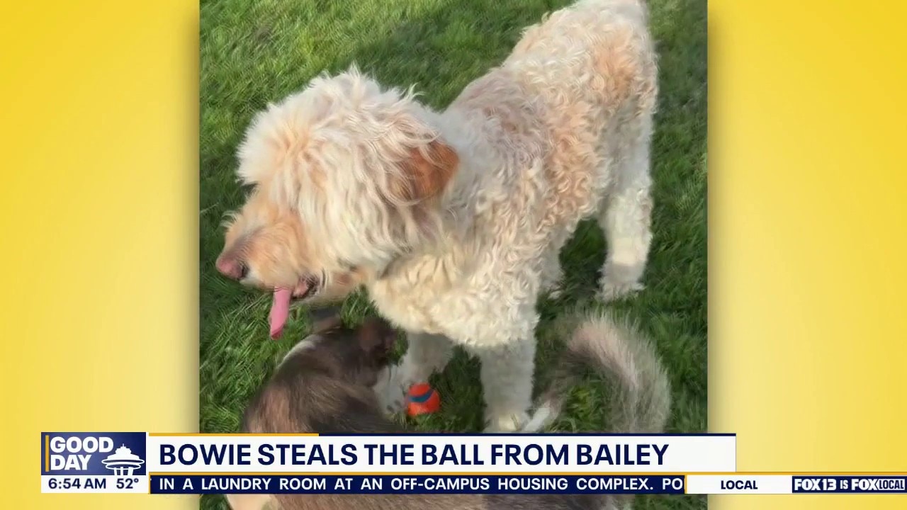 Pet Tricks for Tuesday, May 12