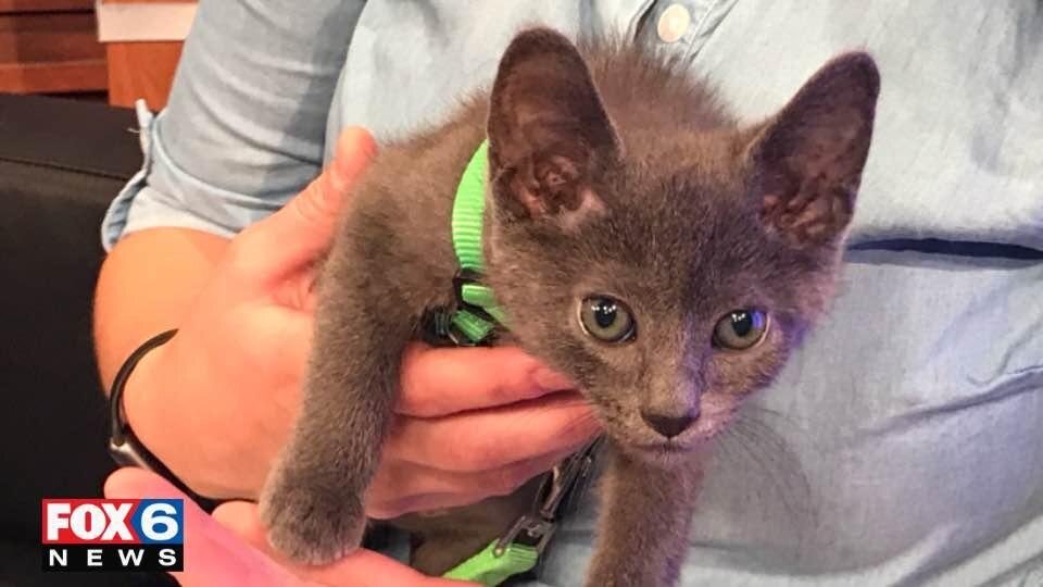 Adopt-a-pet August 22