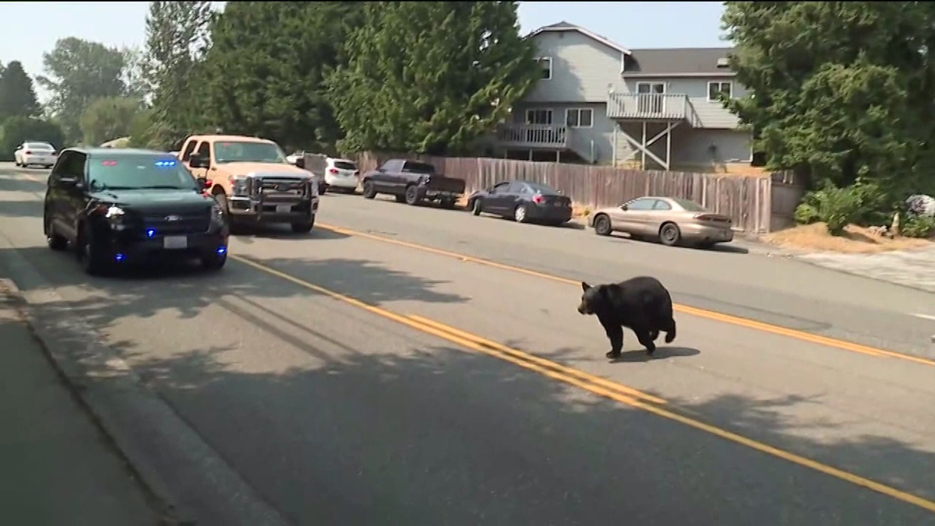 LYNNWOOD BEAR SIGHTING