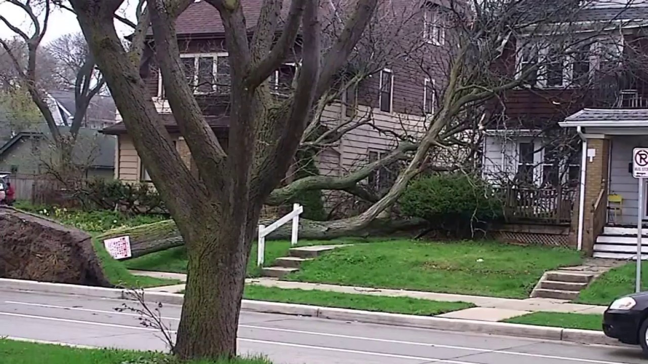 Fallen tree lands between 2 Milwaukee homes