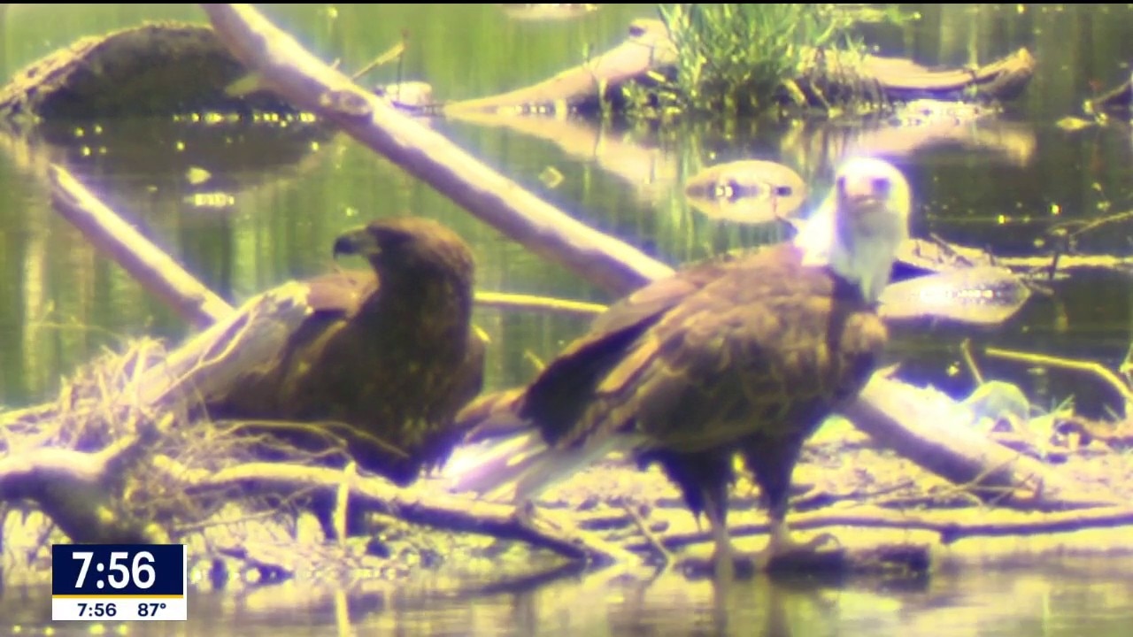Dallas bald eagle family thriving near White Rock Lake