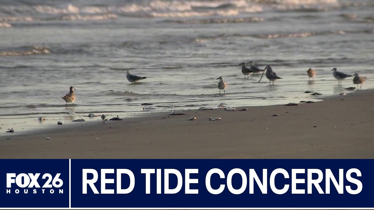 Red Tide impacting local seafood supply
