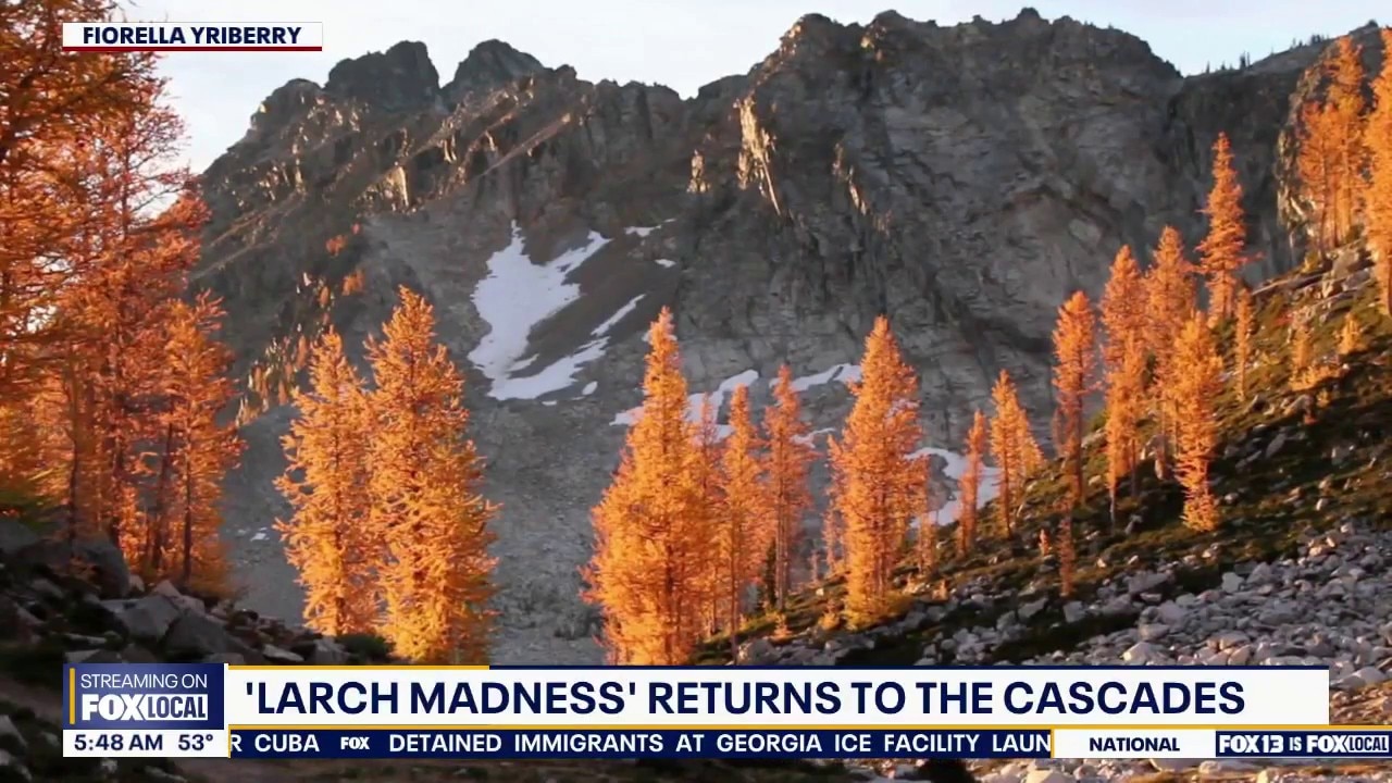 WA larch madness begins, Super El Niño leading to vibrant fall colors