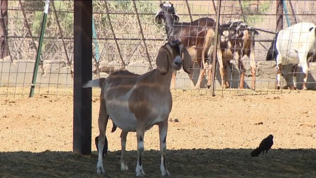 Pack of dogs kills 60 goats at Arizona dairy farm, owner says