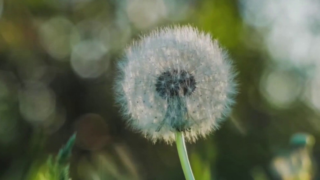 Seasonal allergies surge as spring blooms, affecting millions nationwide