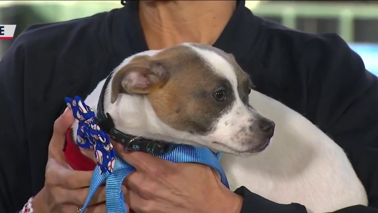 Twins Tuesday: Bark in the Park night at Target Field