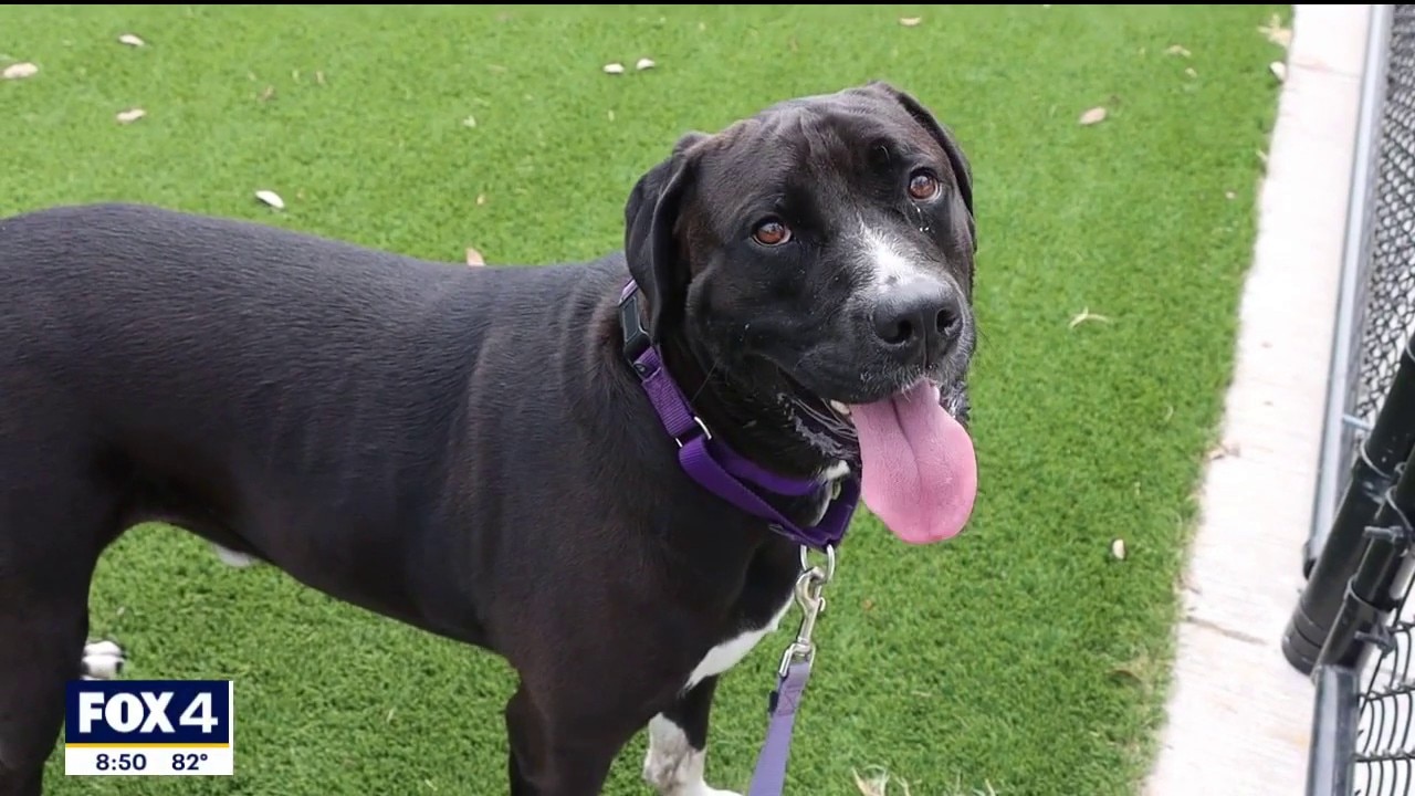 Dog of the Day: Crowl