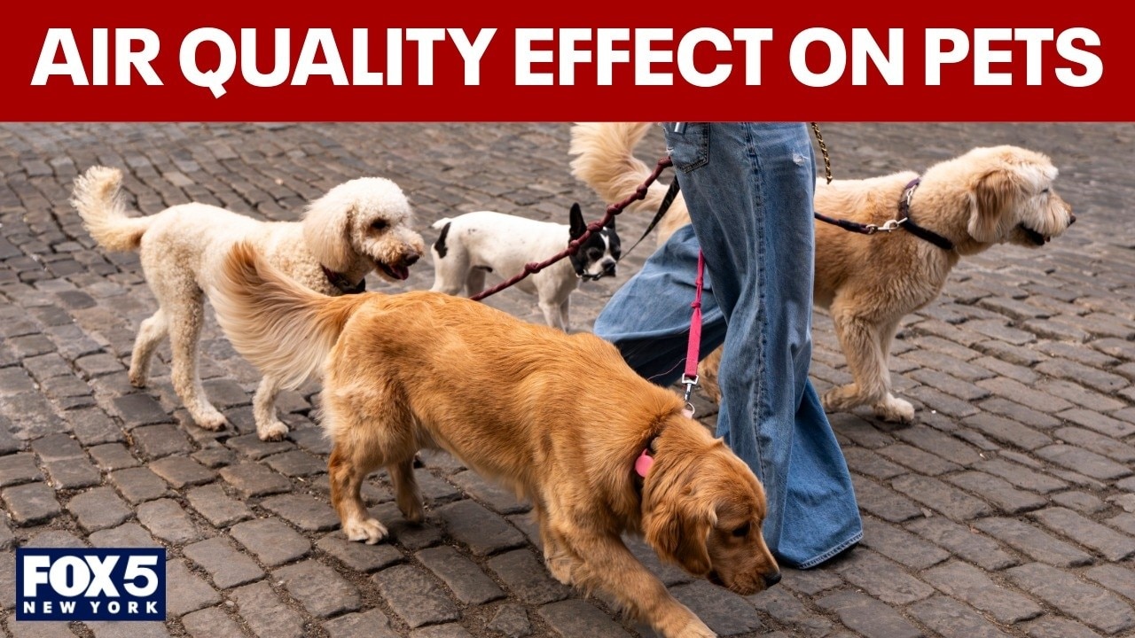 How does poor air quality affect our pets?