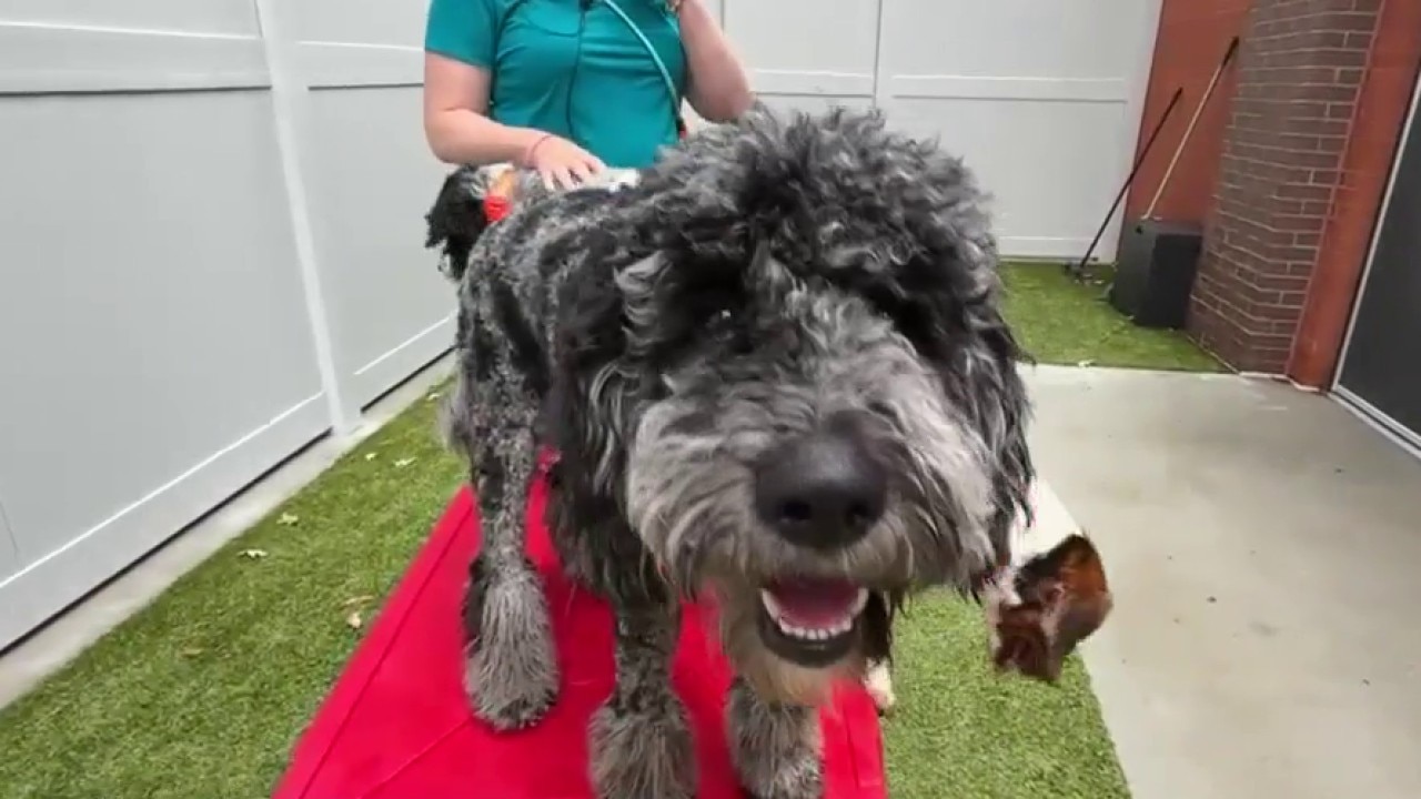 Dogs choose their own BFFs for National Best Friend Day