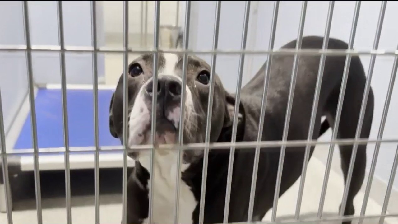 Clear the Shelters event