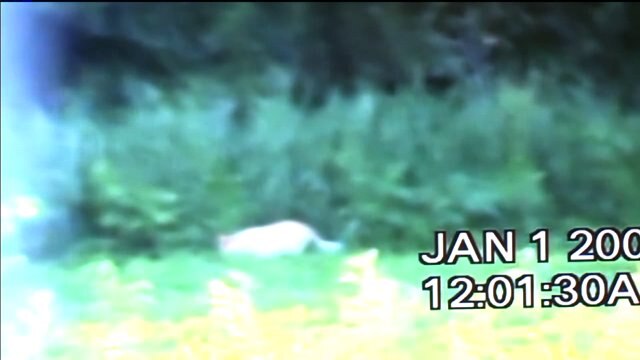 A COUGAR in Janesville?