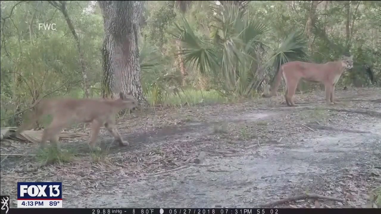 Saving the Florida panther