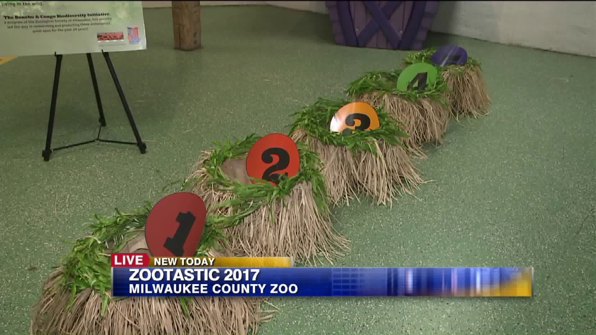 Carl checks some of the fun games your kids can enjoy during Zootastic