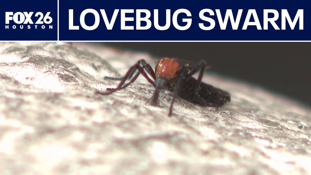 Lovebugs swarm Houston during spring surge