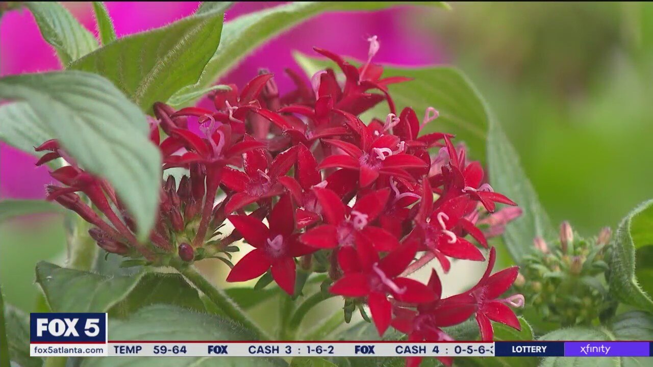 Discovering the best plants for hummingbirds