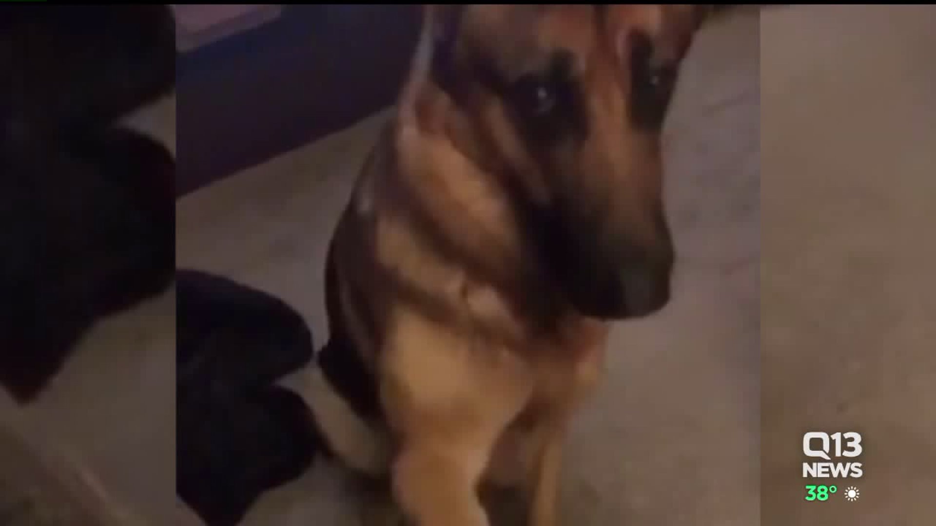 Hero dog Rex recovering from bullet wounds