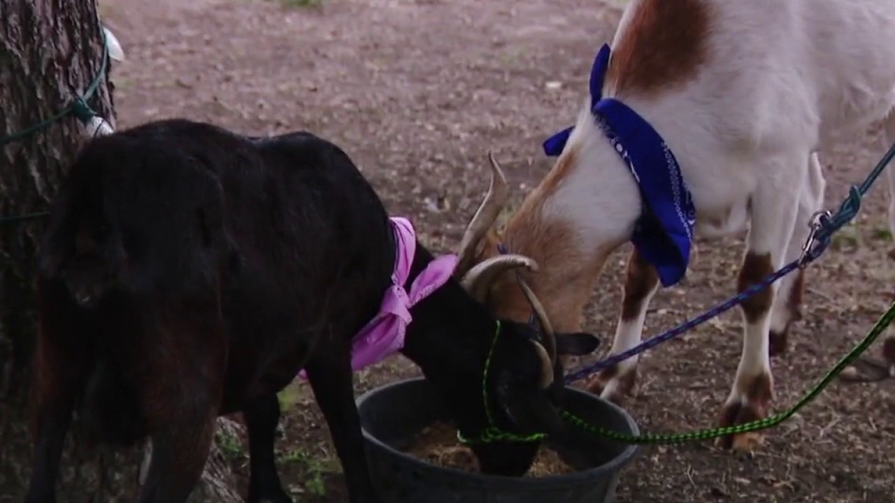 Goat racing: Keeping Score 