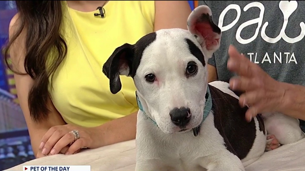 Pet of the day: Twinkle 