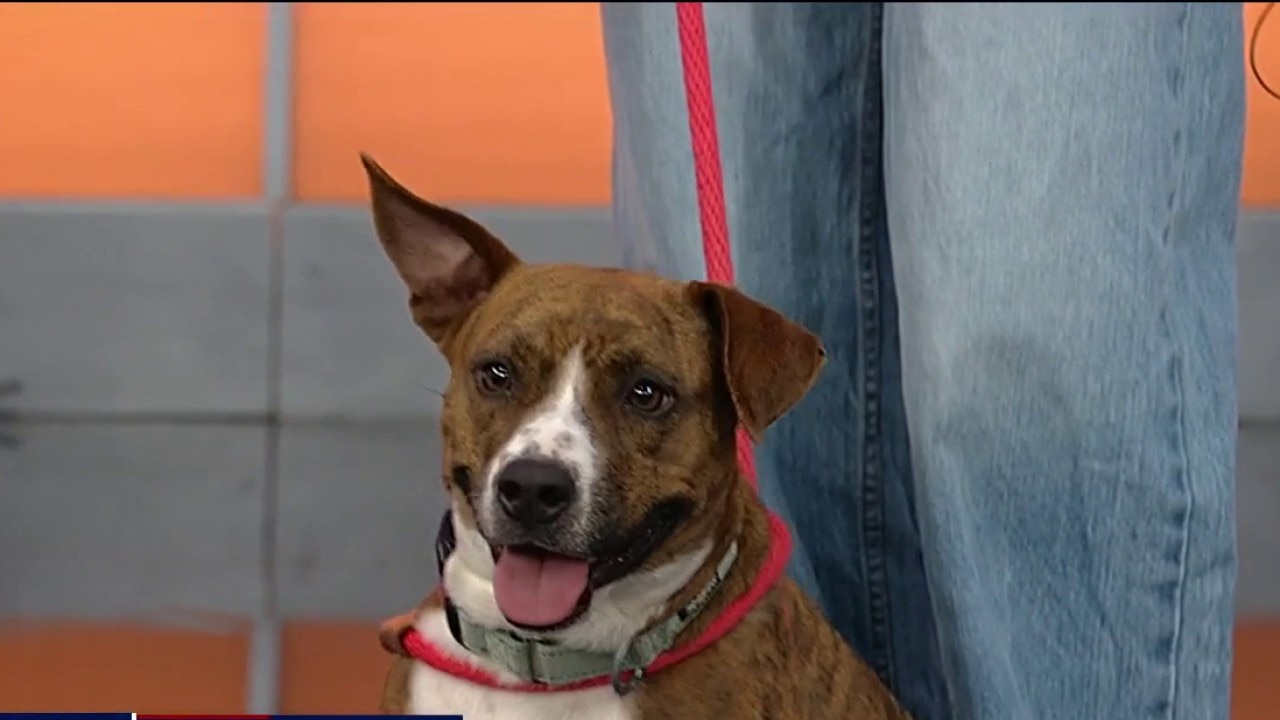 Pet of the day: Dolly