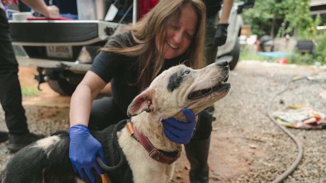Atlanta Humane Society saves 18 neglected dogs