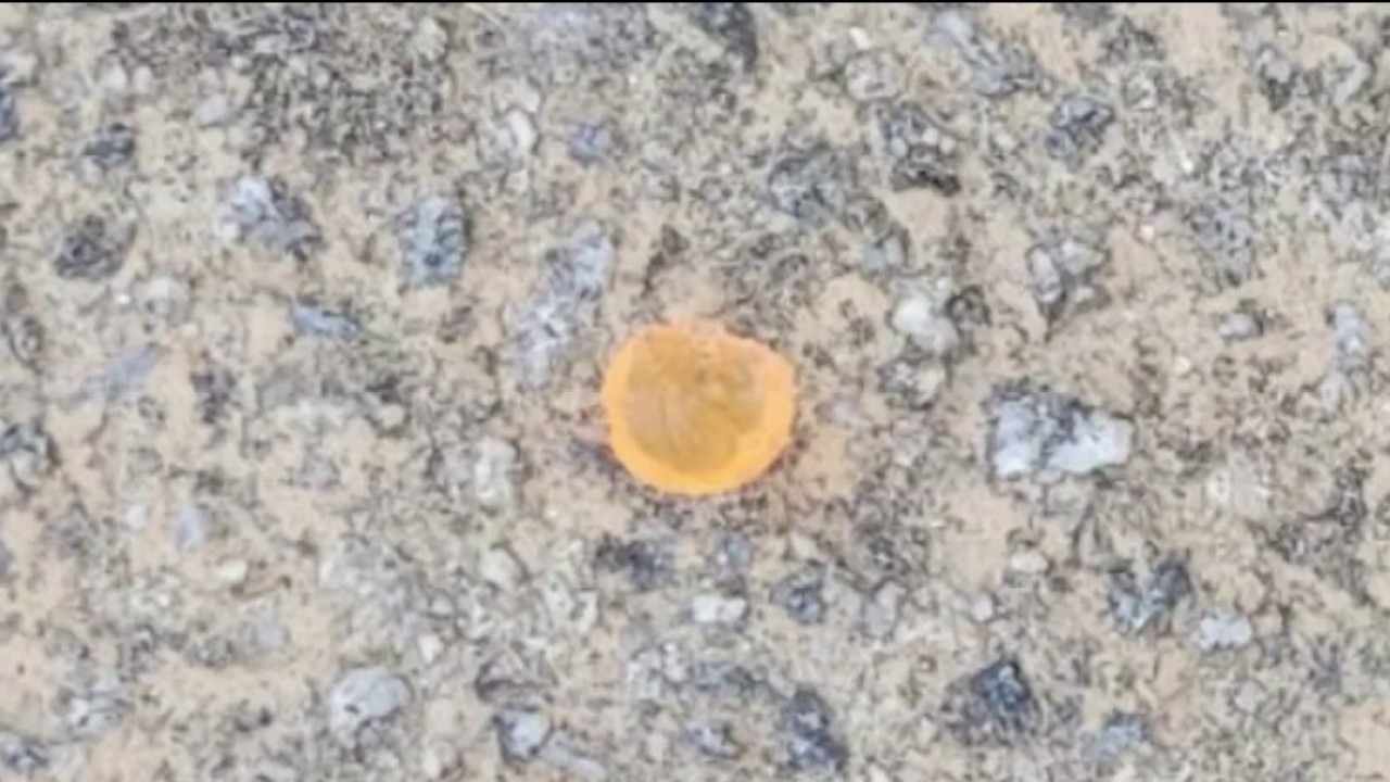 Kennesaw neighborhood targeted in pellet assault