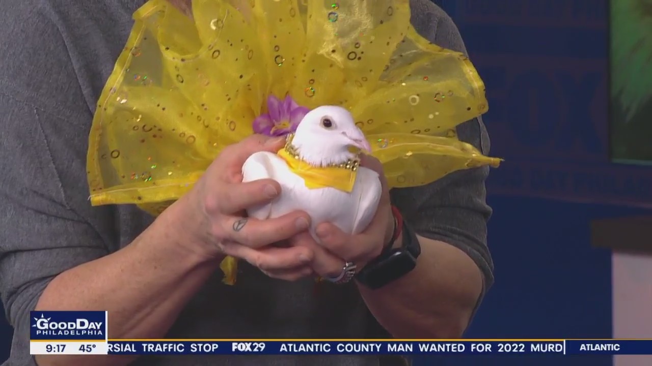 Couture for pets: Local designer creates elaborate designs for animals