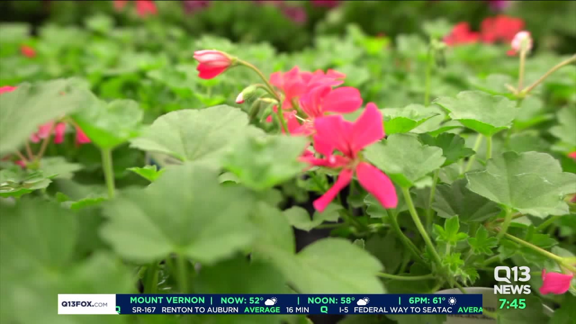 Keeping plants healthy all-season long