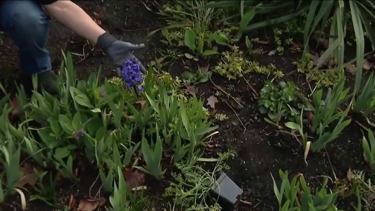 Gardening tips to make your yard come alive this spring