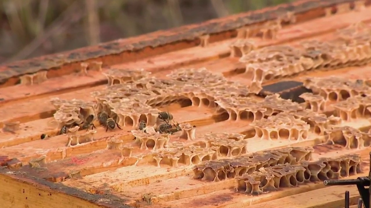 Urban beekeeping highlighted at Public Market Emeryville on Earth Day