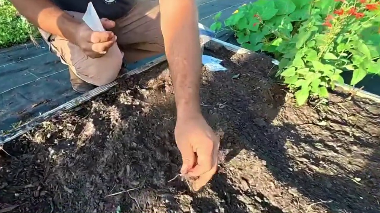 Planting seeds in your fall garden