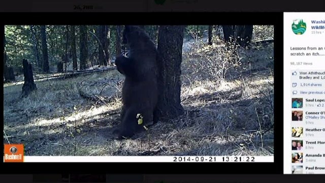 Black bear scratches an itch